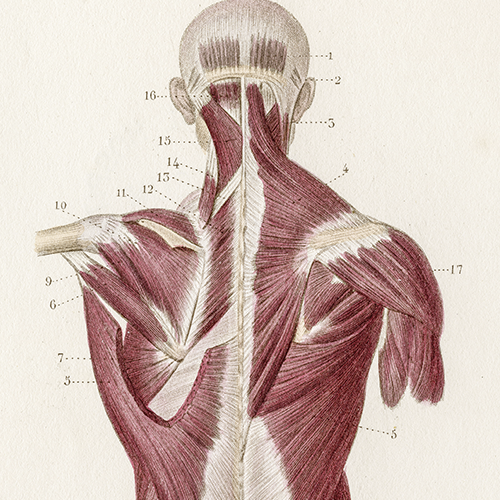 destaque-curso-sistema-muscular.png