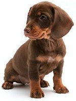 dog.jpg